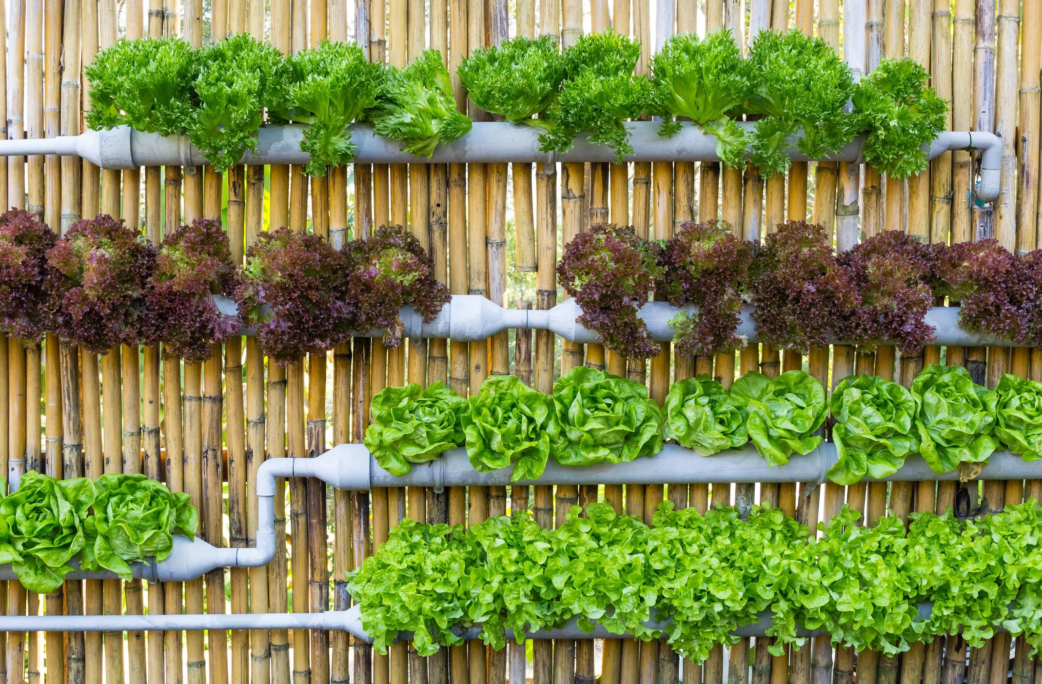 Hydroponics